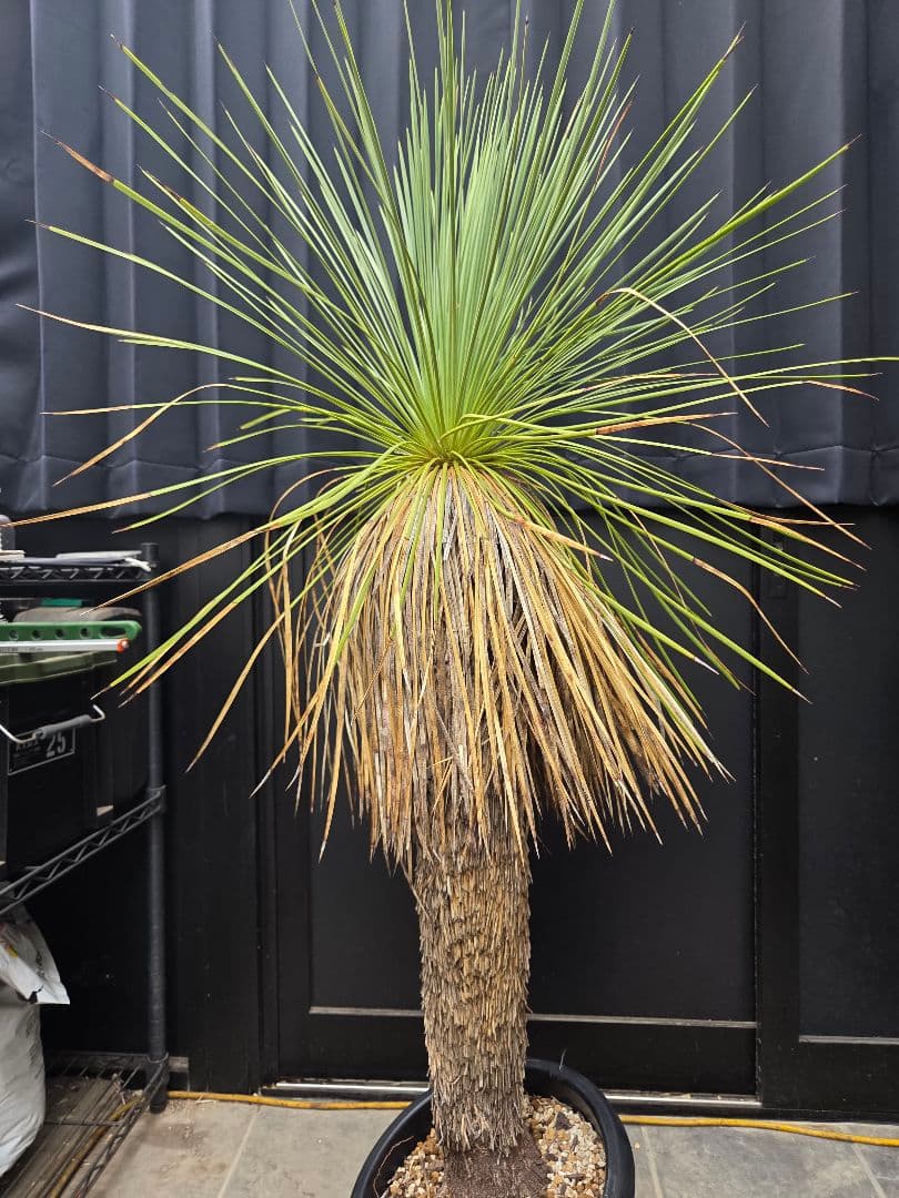 専用出品 セット、特割 ユッカ リネアリフォリア (お)曲がり株