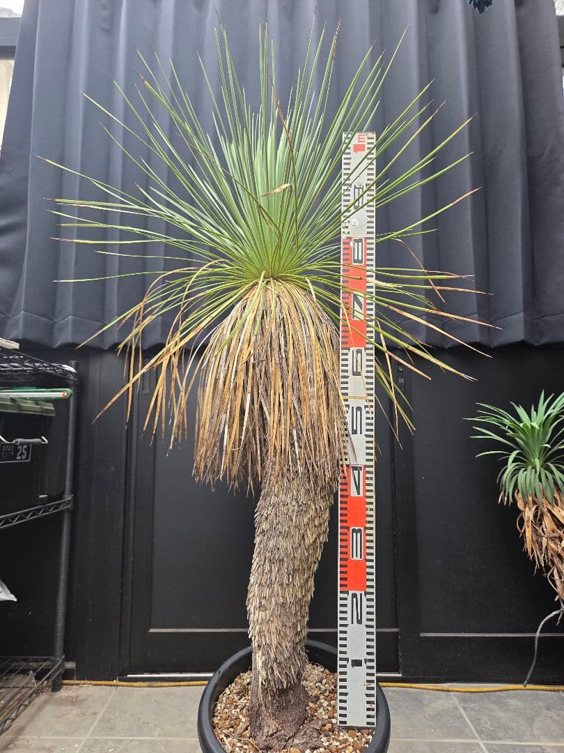 専用出品 セット、特割 ユッカ リネアリフォリア (お)曲がり株