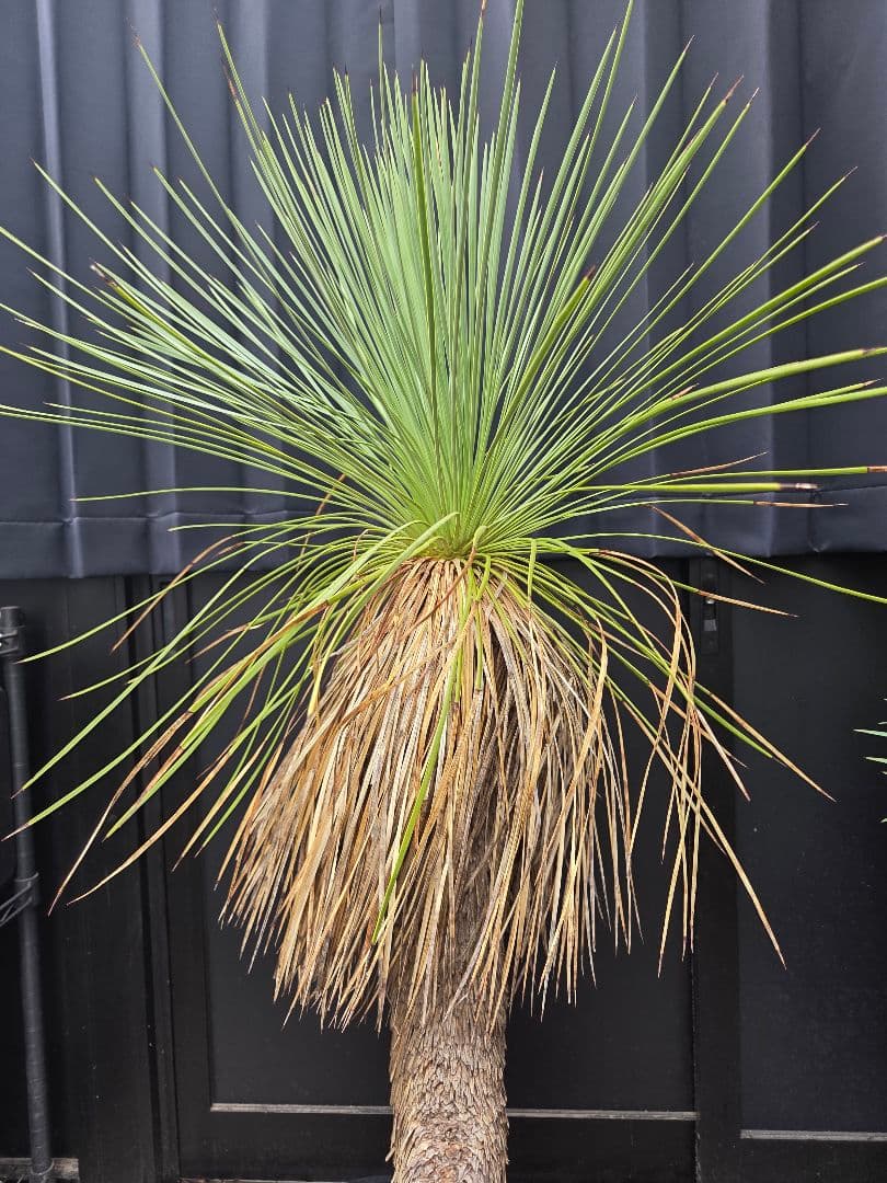 専用出品 セット、特割 ユッカ リネアリフォリア (お)曲がり株