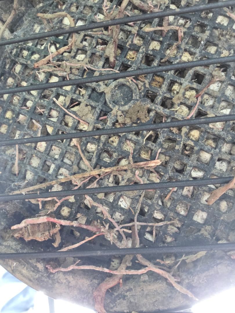 専用出品 セット、特割 ユッカ リネアリフォリア (お)曲がり株