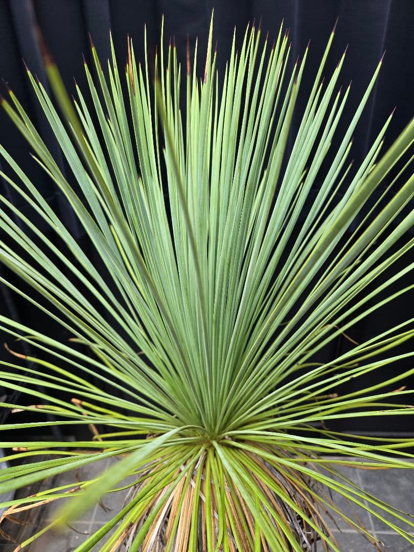 専用出品 セット、特割 ユッカ リネアリフォリア (お)曲がり株