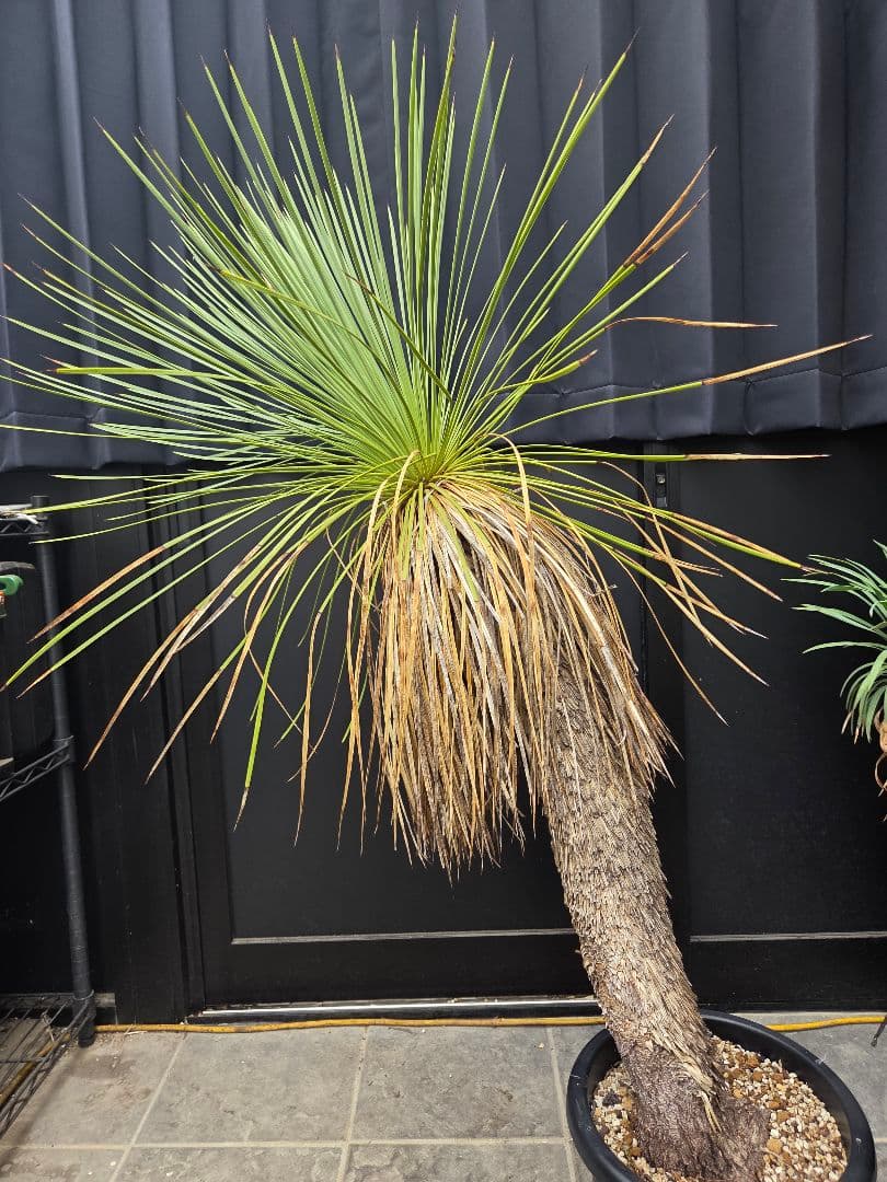 専用出品 セット、特割 ユッカ リネアリフォリア (お)曲がり株