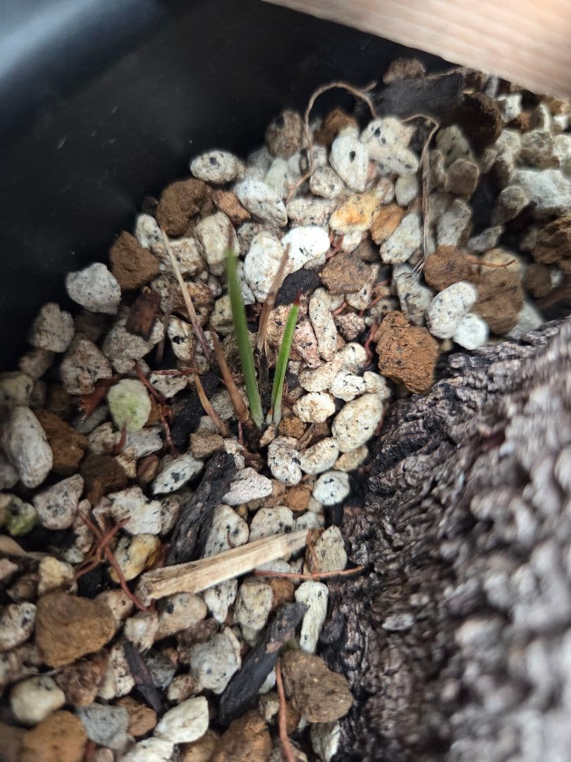 専用出品 セット、特割 ユッカ リネアリフォリア (お)曲がり株