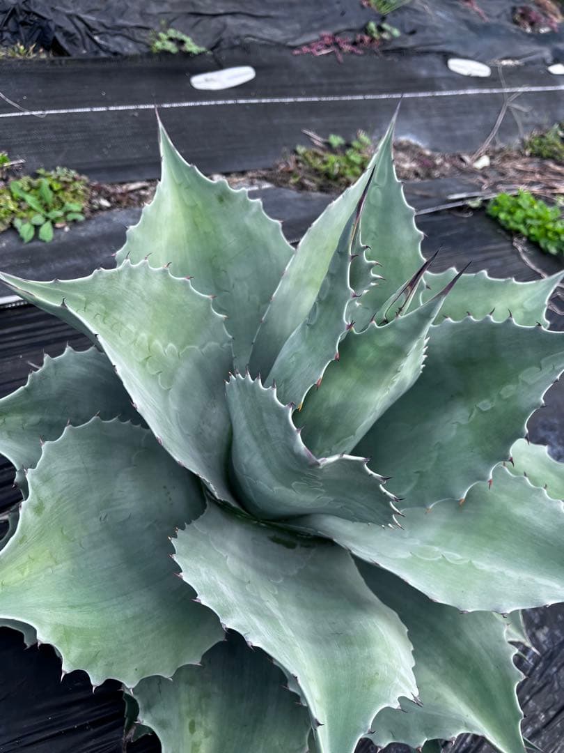 ま*し様 【大株 ︎】アガベ　オバティフォリア　フロスティブルー