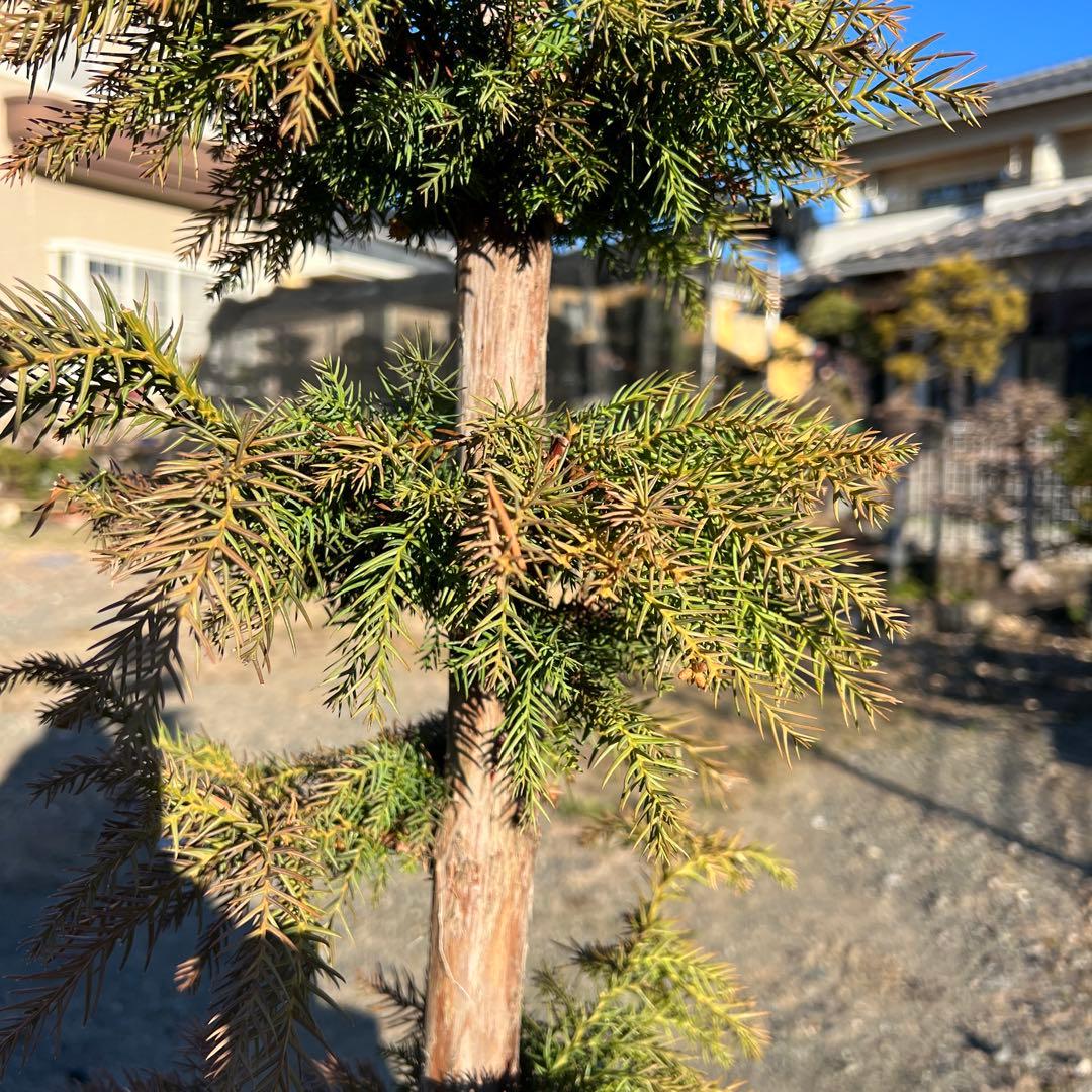 杉　直幹　盆栽