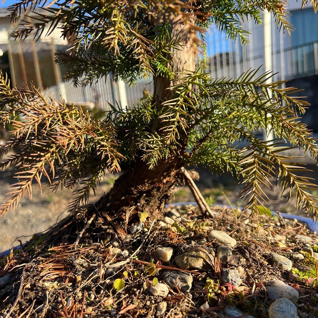 杉　直幹　盆栽