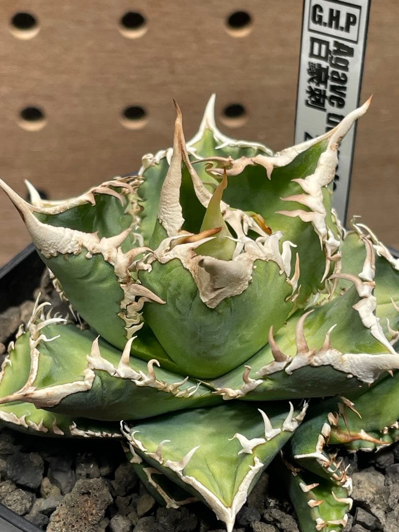J*I様 アガベ　チタノタ　白豪棘　子株付　鉢のままメルカリ便