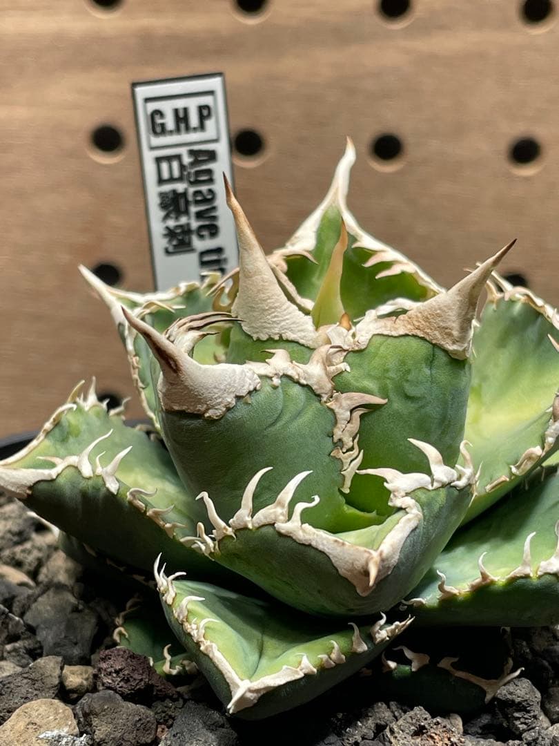 J*I様 アガベ　チタノタ　白豪棘　子株付　鉢のままメルカリ便