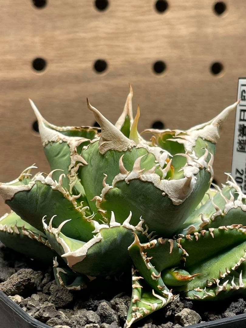 J*I様 アガベ　チタノタ　白豪棘　子株付　鉢のままメルカリ便