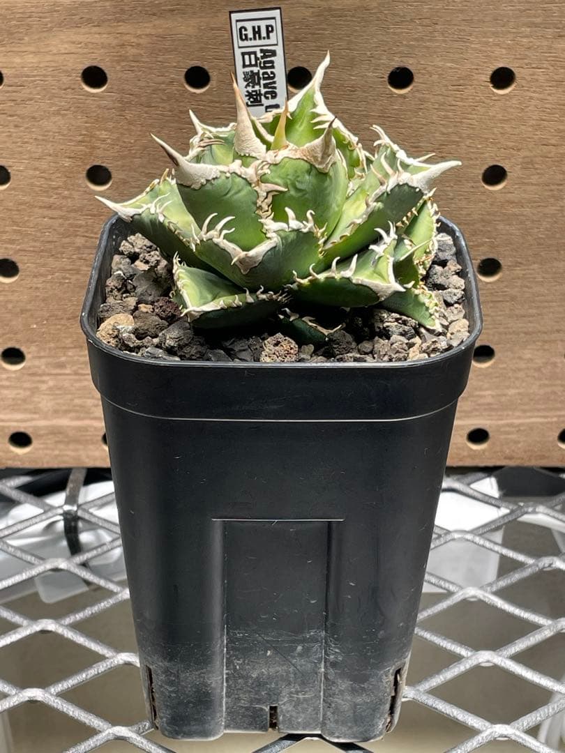 J*I様 アガベ　チタノタ　白豪棘　子株付　鉢のままメルカリ便