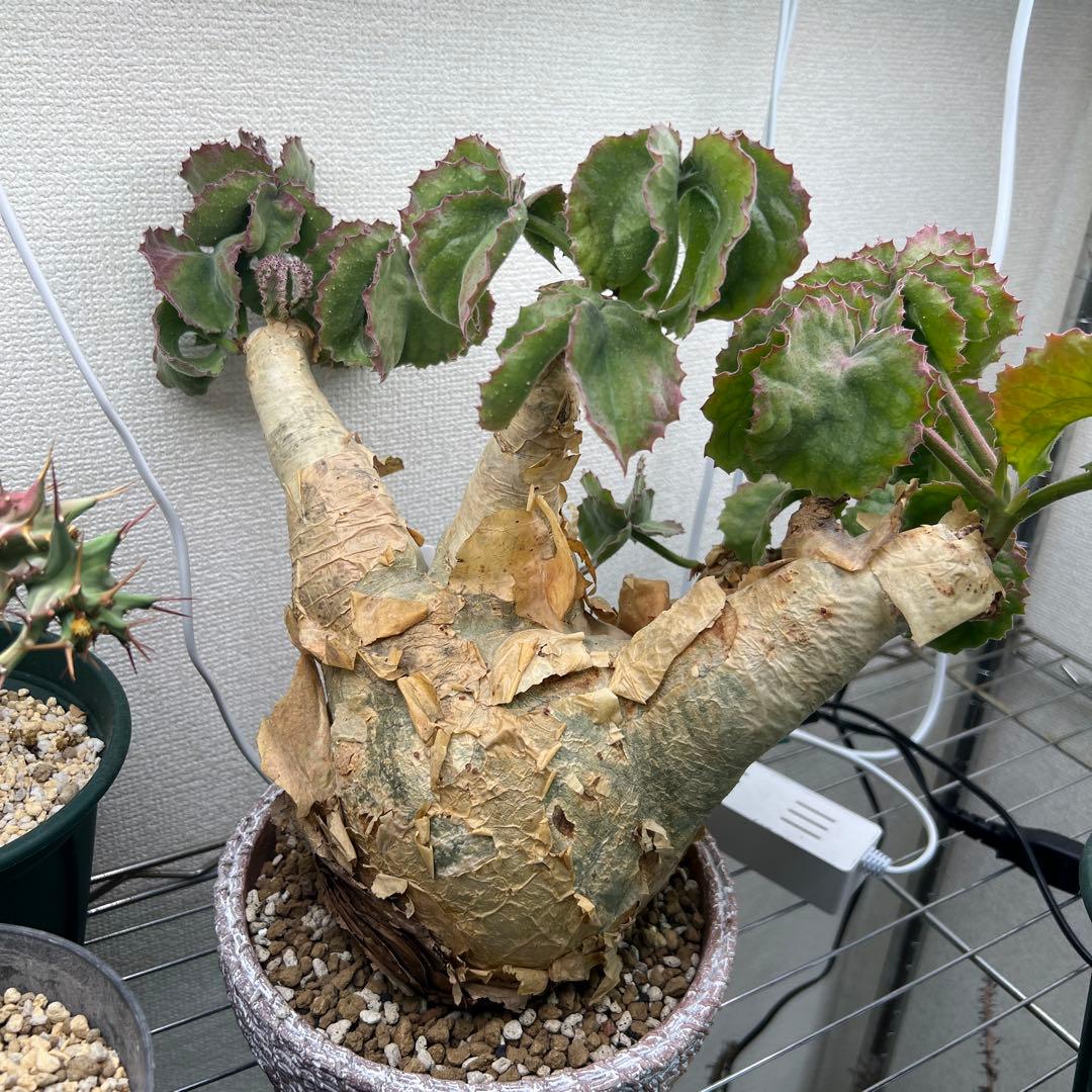 キフォステンマ ウターマクロプス