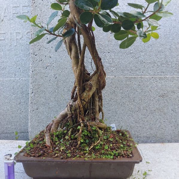 亜熱帯の樹木　パンダガジュマル　①