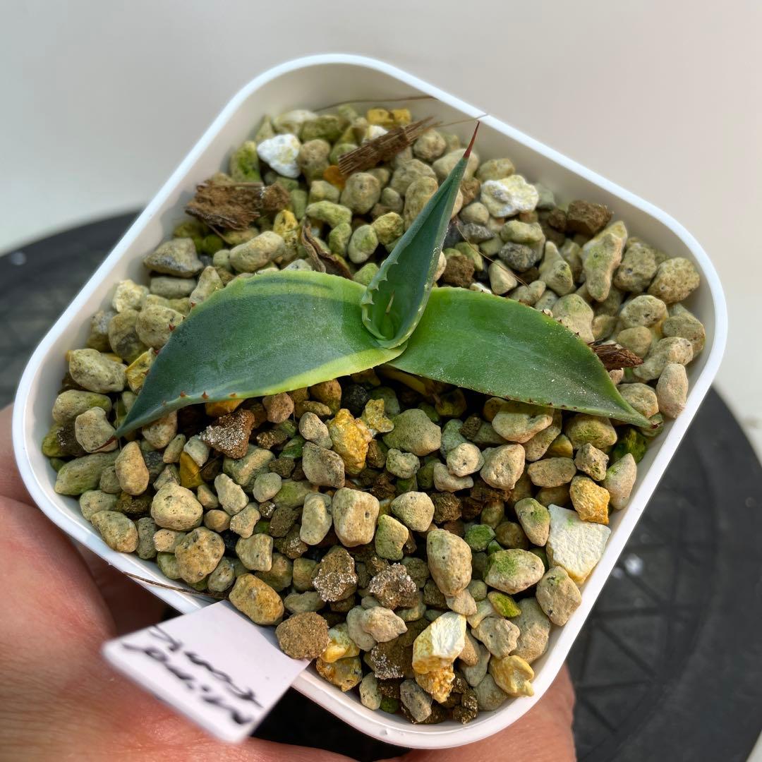 アガベ パラサナ錦スムースエッジMind funk 現在発根済み鉢ごと発送