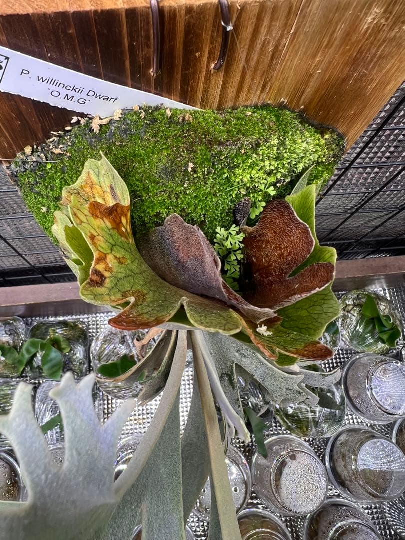 P.willinckii \"OMG\" OC中株　板付け子株付き！