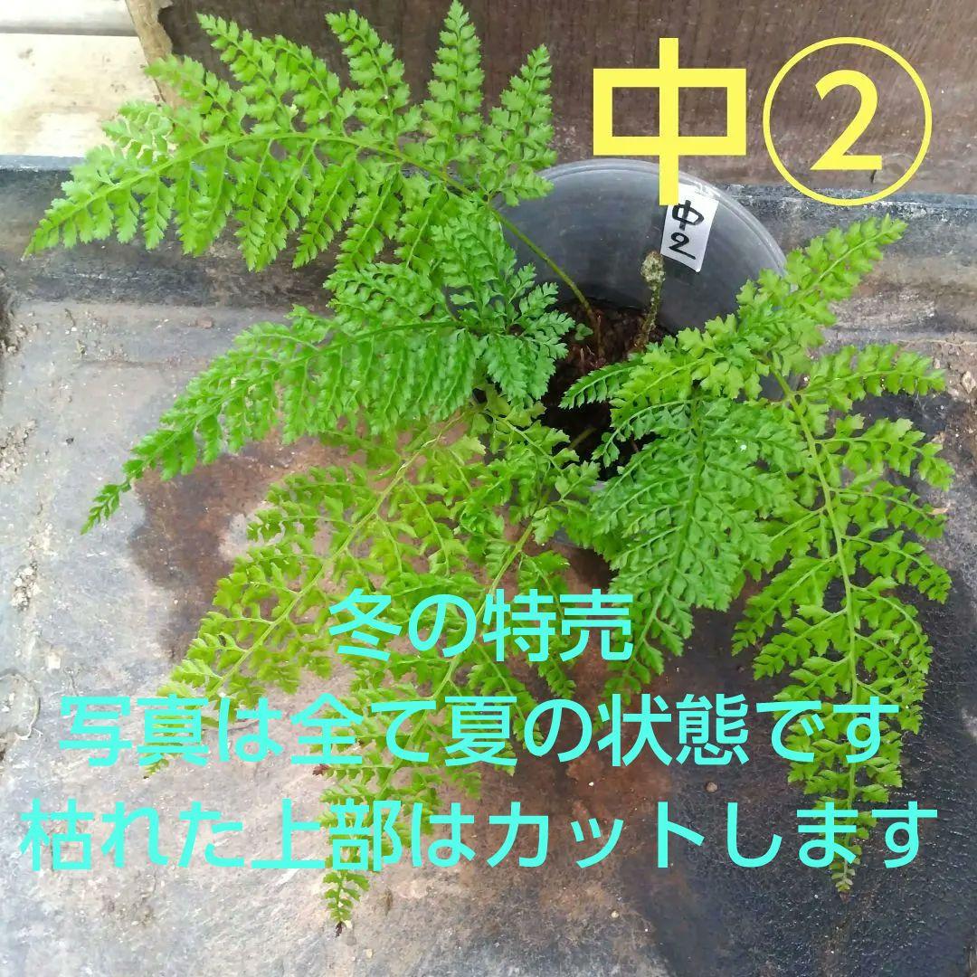 ワケアリ 中② 品種不明シダ