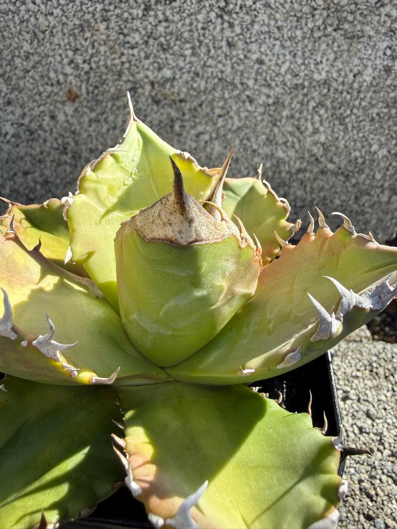 アガベ　CJ産　チタノタ　オテロイ