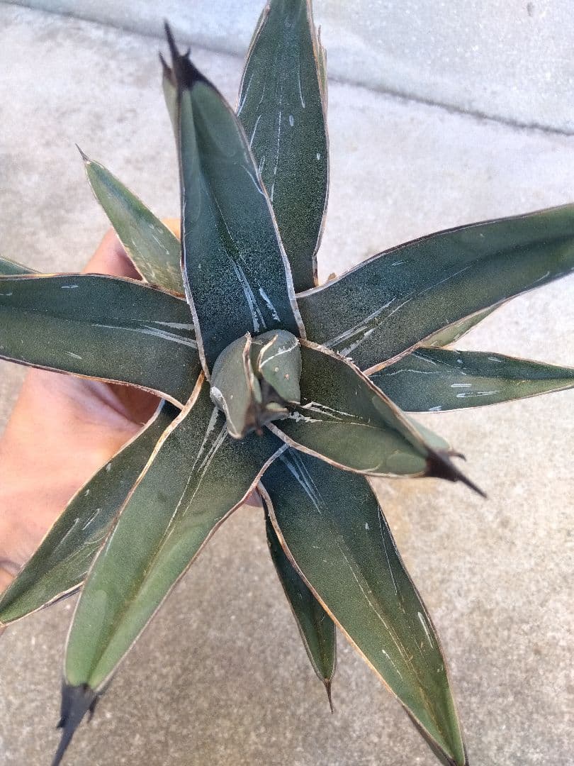 アガベ　笹吹雪　ニッケルシー　20センチ❗子株つき❗