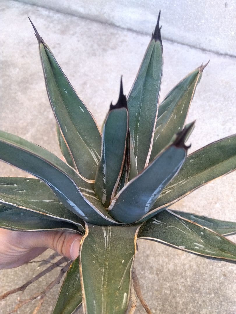 アガベ　笹吹雪　ニッケルシー　20センチ❗子株つき❗