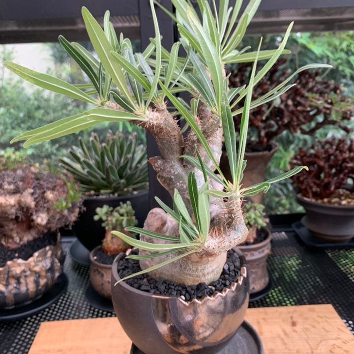 【コレクション株】 最高形 モンスター パキポディウム グラキリス 現地株