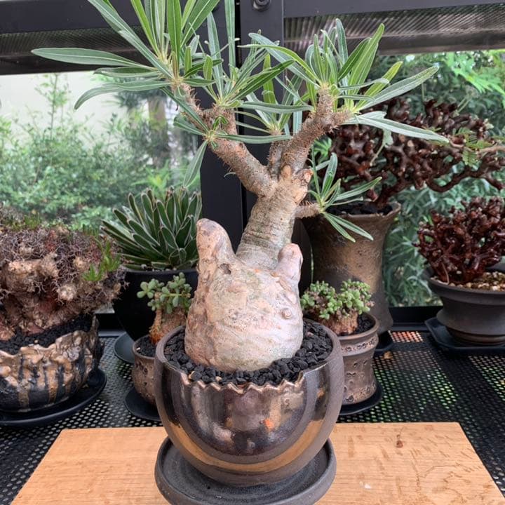 【コレクション株】 最高形 モンスター パキポディウム グラキリス 現地株