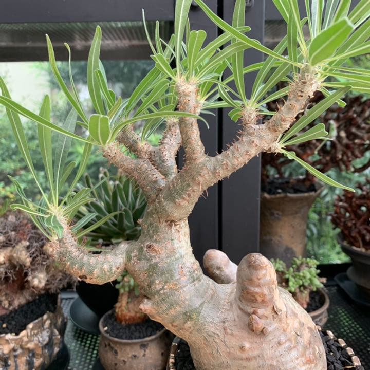 【コレクション株】 最高形 モンスター パキポディウム グラキリス 現地株