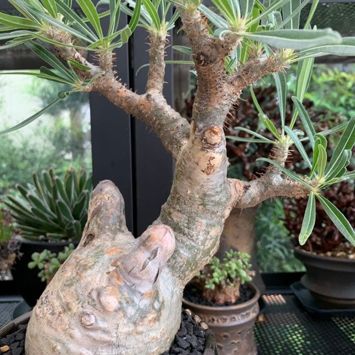 【コレクション株】 最高形 モンスター パキポディウム グラキリス 現地株