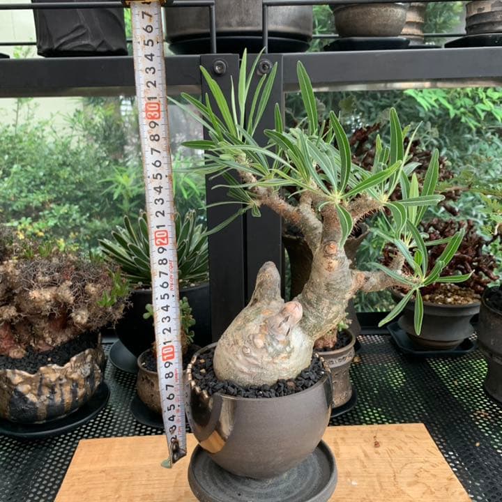 【コレクション株】 最高形 モンスター パキポディウム グラキリス 現地株