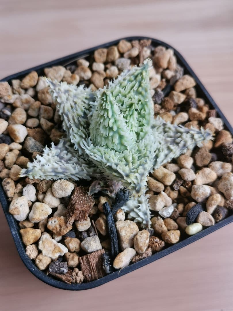 パ*ュ様 アロエハイブリッド　実生