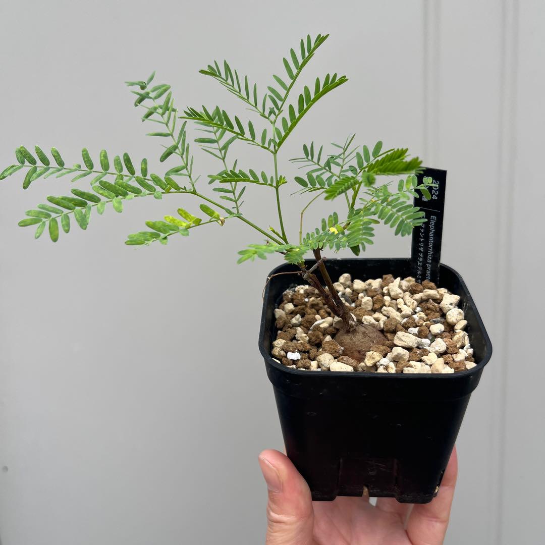 エレファントリザ プラエテルミサ 実生 塊根植物 - メルカリ