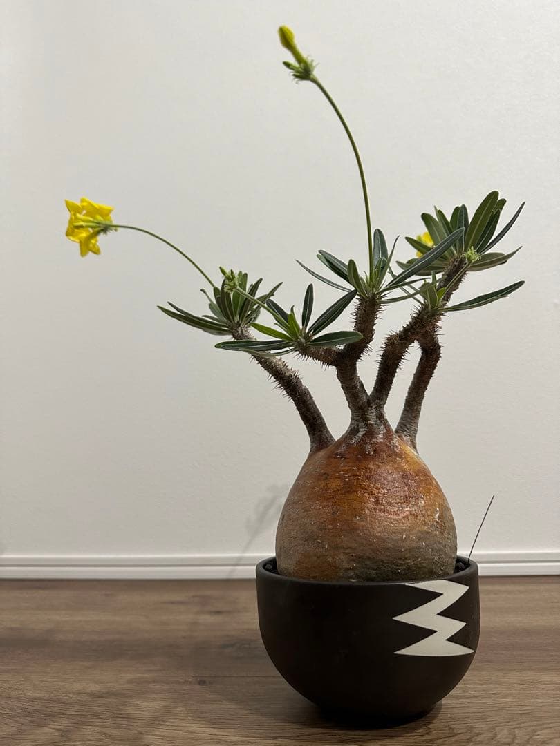 パキポディウム　グラキリス　（※只今休眠落葉中）