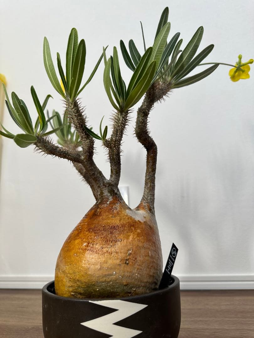 パキポディウム　グラキリス　（※只今休眠落葉中）