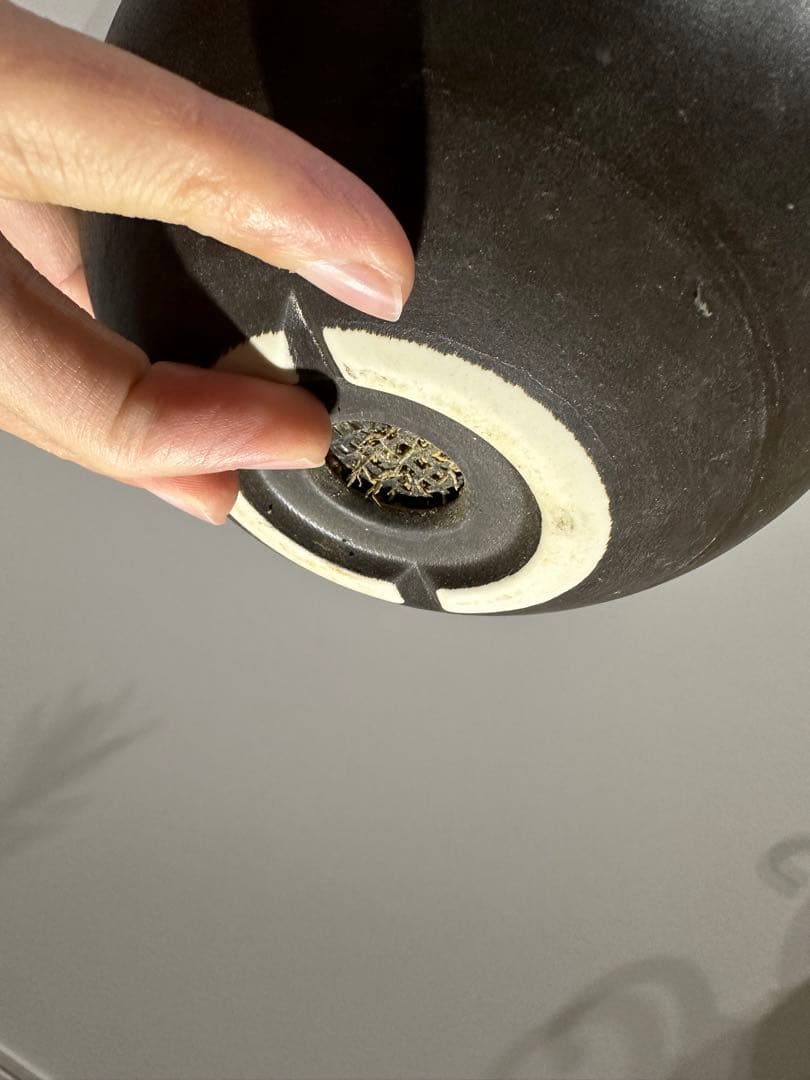 パキポディウム　グラキリス　（※只今休眠落葉中）