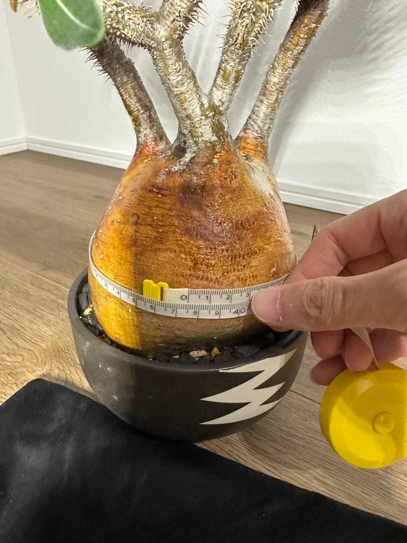 パキポディウム　グラキリス　（※只今休眠落葉中）