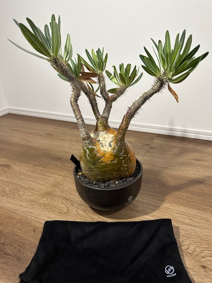 パキポディウム　グラキリス　（※只今休眠落葉中）