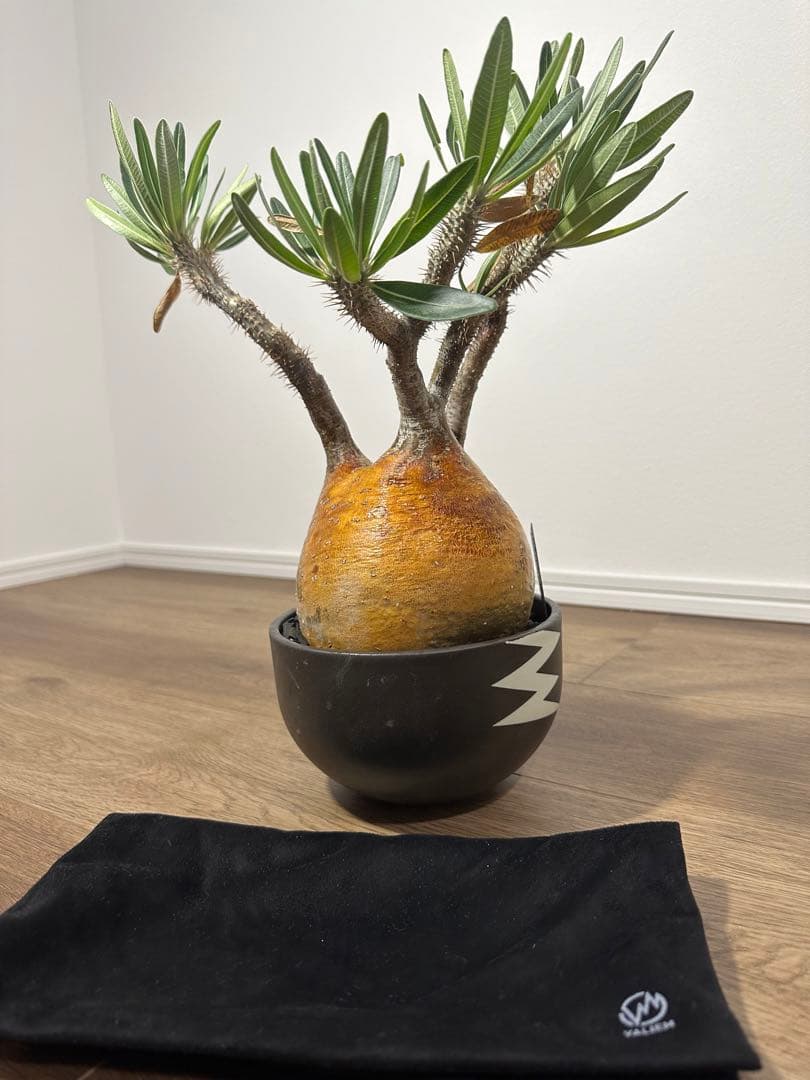 パキポディウム　グラキリス　（※只今休眠落葉中）