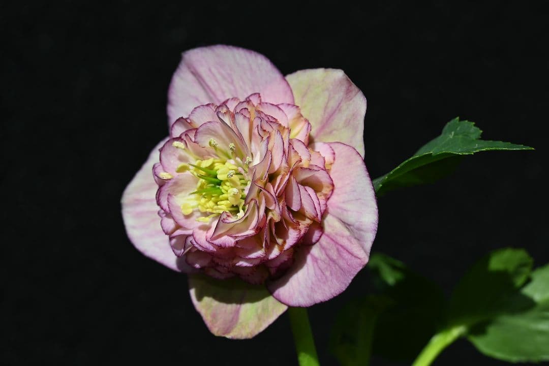 クリスマスローズ　認定モーリー　加藤農園