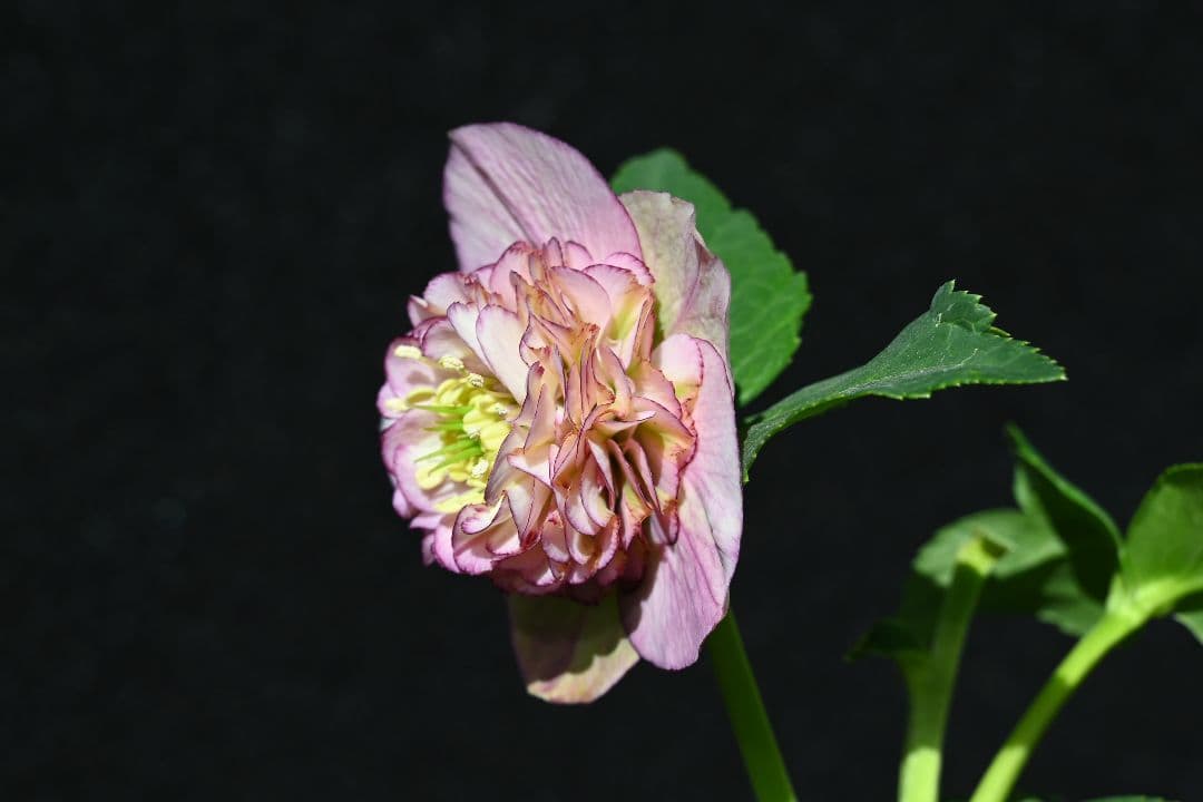 クリスマスローズ　認定モーリー　加藤農園