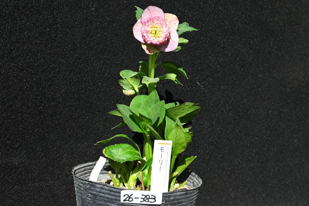 クリスマスローズ　認定モーリー　加藤農園