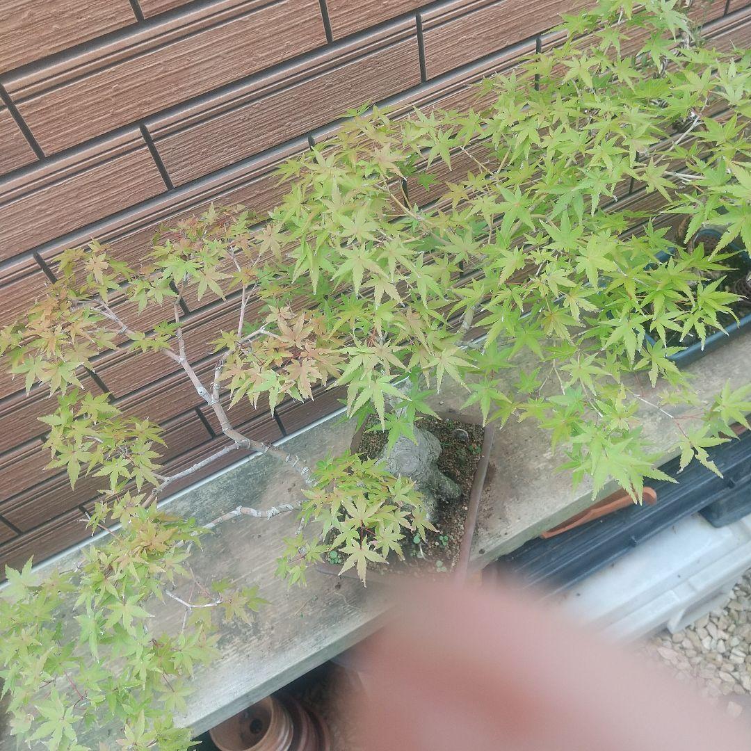 ※盆栽山モミジ/大品盆栽/太くて質感のある極太幹と小葉(落葉しました)