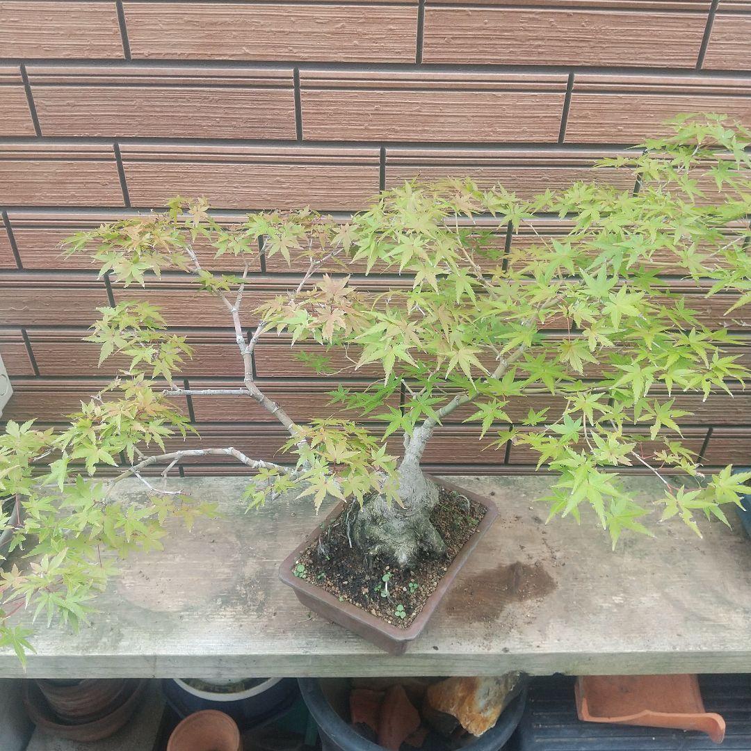 ※盆栽山モミジ/大品盆栽/太くて質感のある極太幹と小葉(落葉しました)