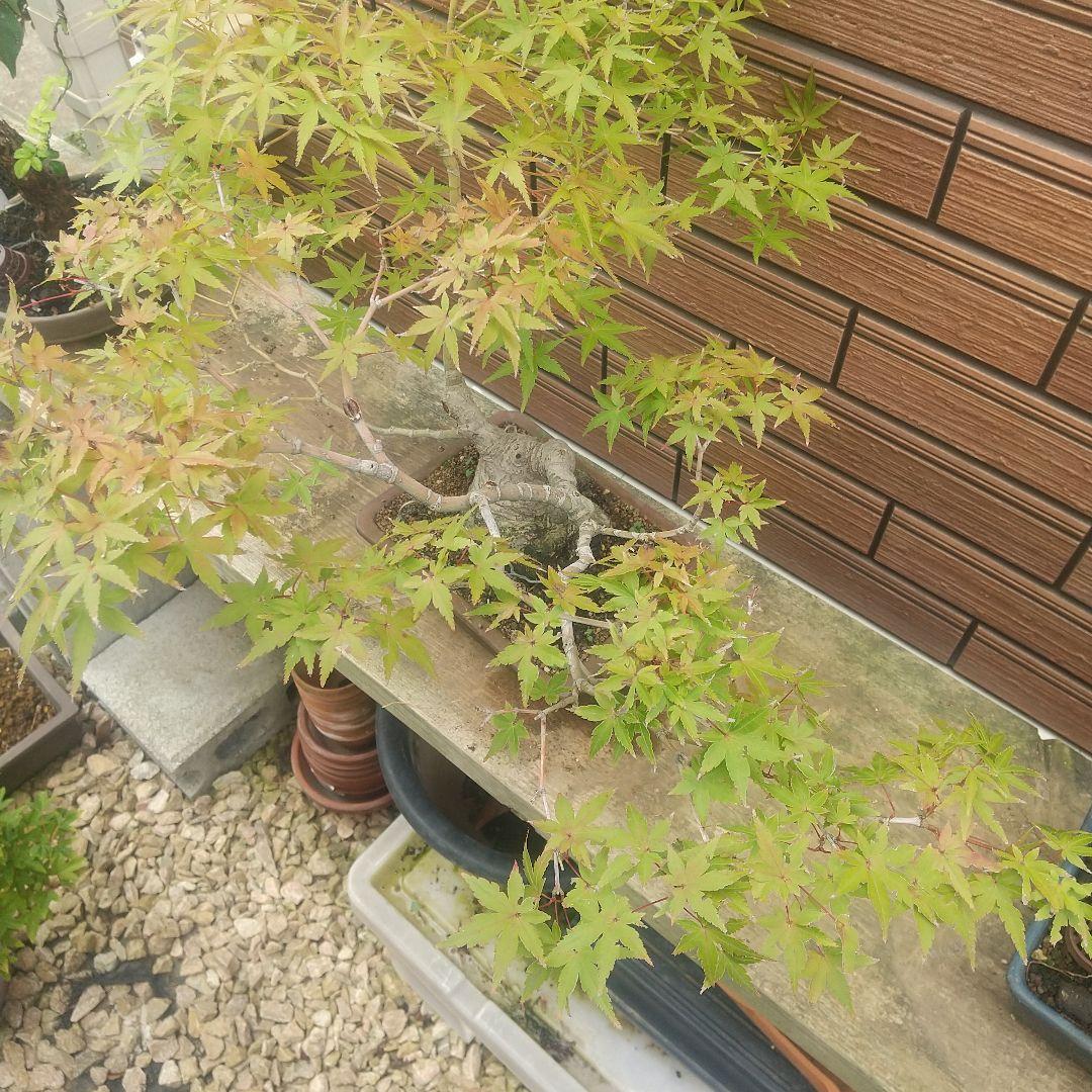 ※盆栽山モミジ/大品盆栽/太くて質感のある極太幹と小葉(落葉しました)