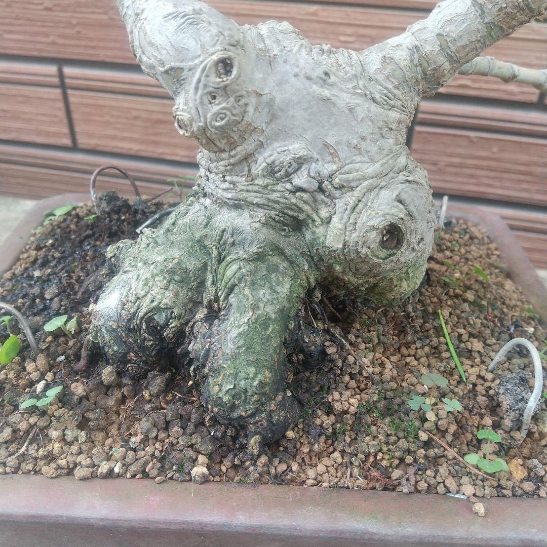 ※盆栽山モミジ/大品盆栽/太くて質感のある極太幹と小葉(落葉しました)