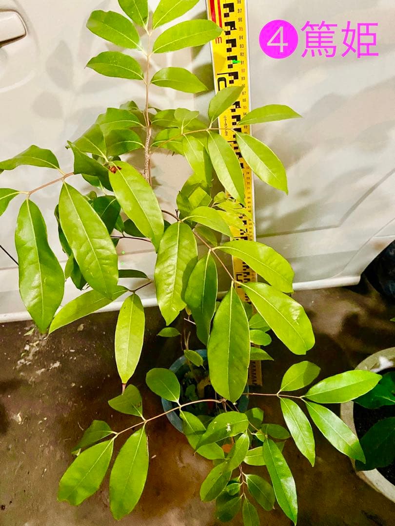 ❹ライチ 耐寒性篤姫　アツヒメ