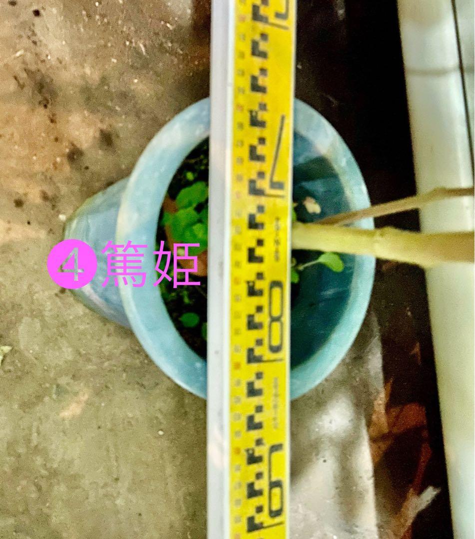 ❹ライチ 耐寒性篤姫　アツヒメ