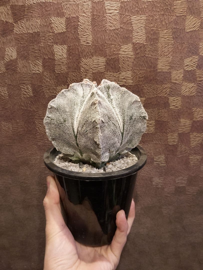 \"特選 特白\" アストロフィツム 山川 ランポー