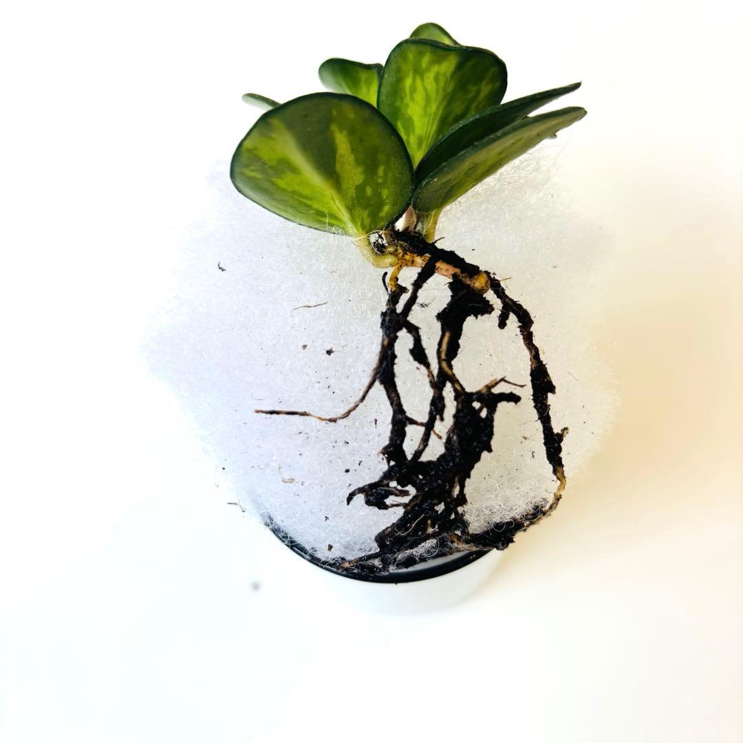 ホヤ マチルダ 班入り 根付