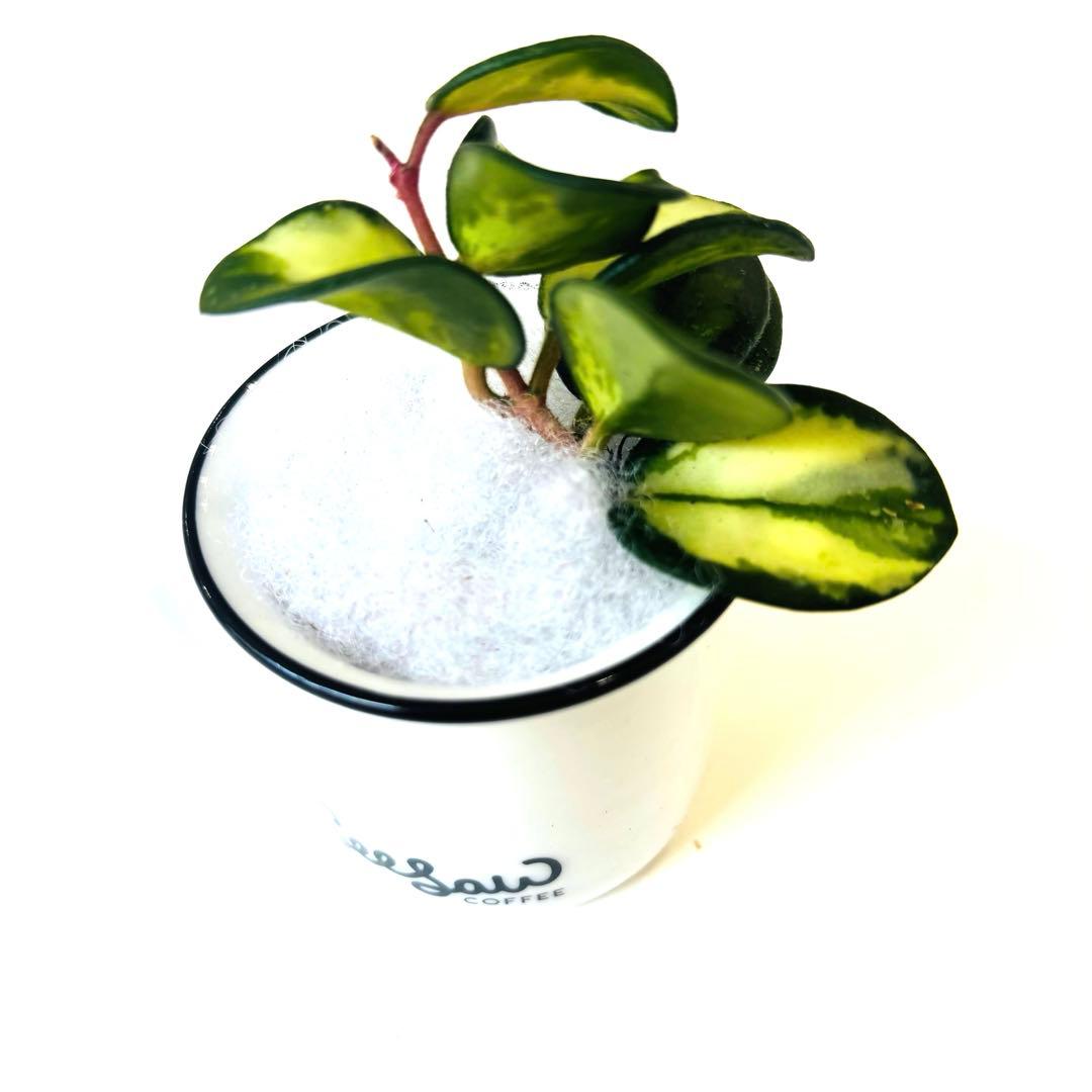 ホヤ マチルダ 班入り 根付