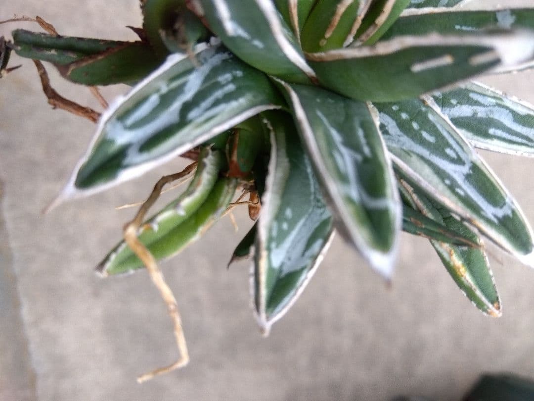 アガベ 姫笹の雪 白覆輪斑 親株＋子株3株つき❗ ②