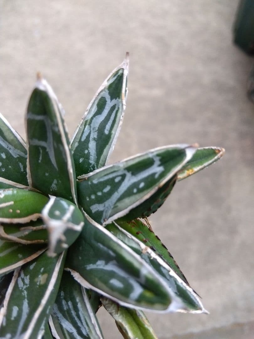 アガベ 姫笹の雪 白覆輪斑 親株＋子株3株つき❗ ②