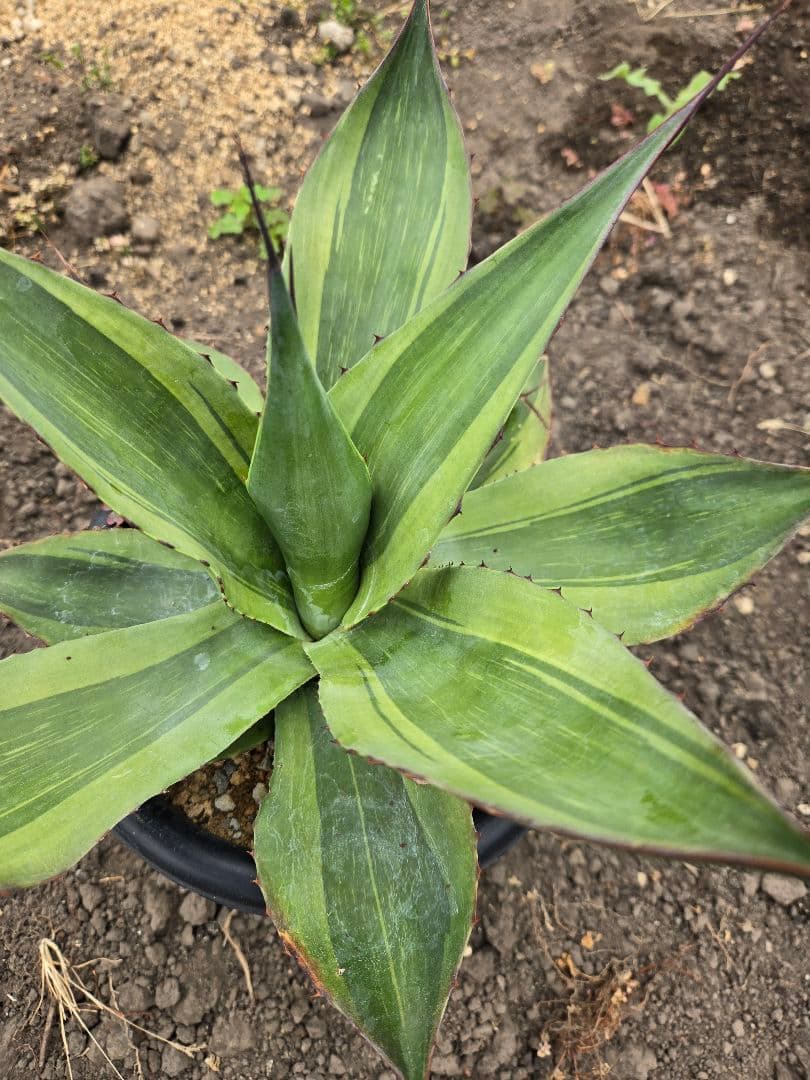 アガベ　オバティフォリア　キラー　縞斑